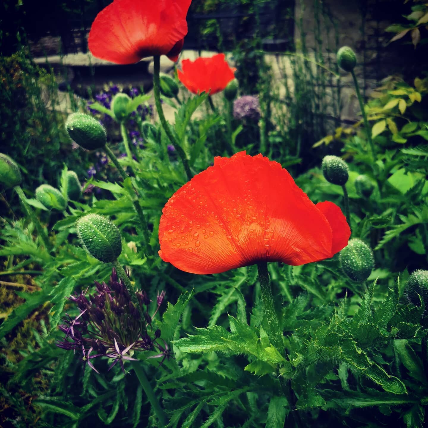 Couldn't be more fitting these poppies looking there best on dday #dday #poppies #remember