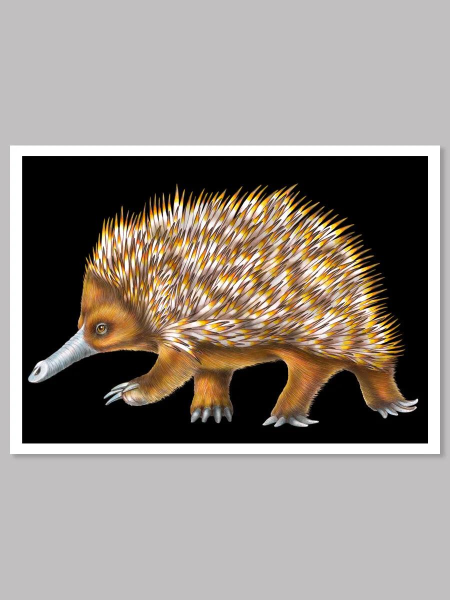 Echidna_PRINTS_3x4.jpg