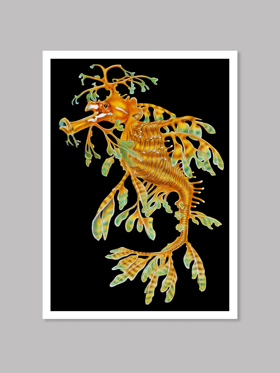Leafy Seadragon_PRINTS_3x4.jpg