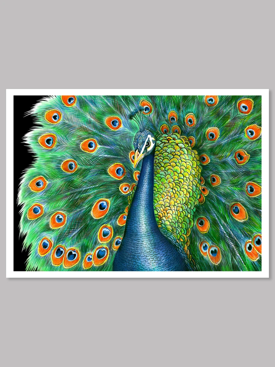 picture Colored Pencil Drawing Peacock Feather tim jeffs art