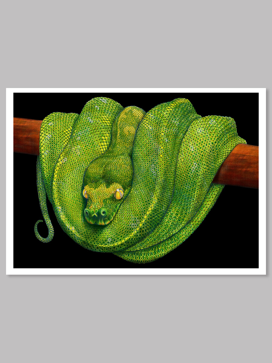 Green Tree Python_PRINTS_3x4.jpg