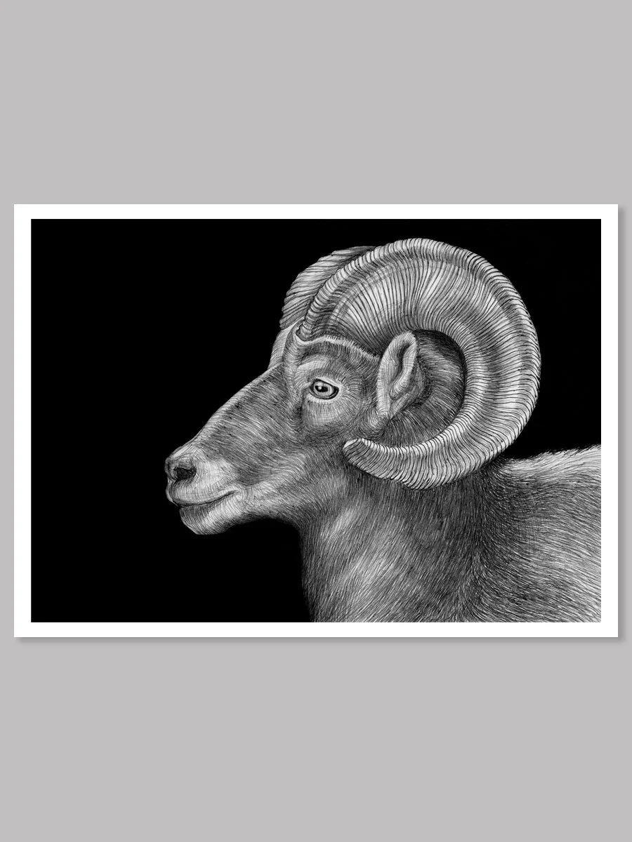 Longhorn Sheep Ink Drawing