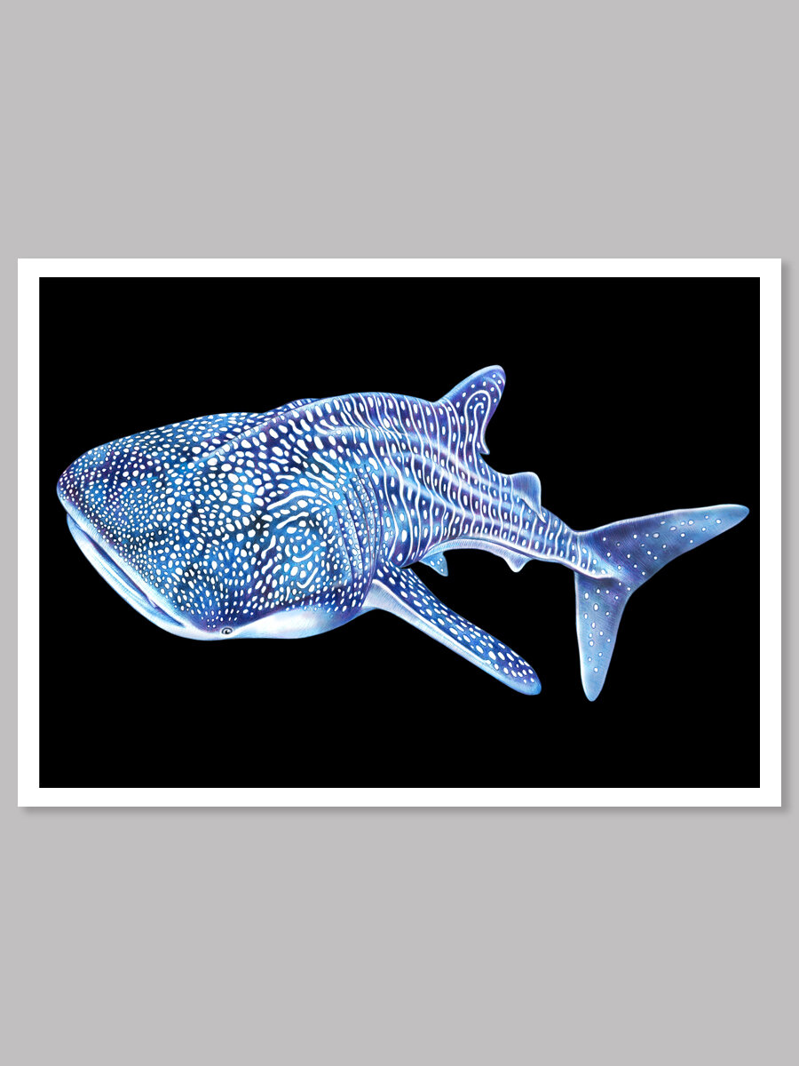 Illustration of diver near whale shark available as Framed Prints, Photos,  Wall Art and Photo Gifts