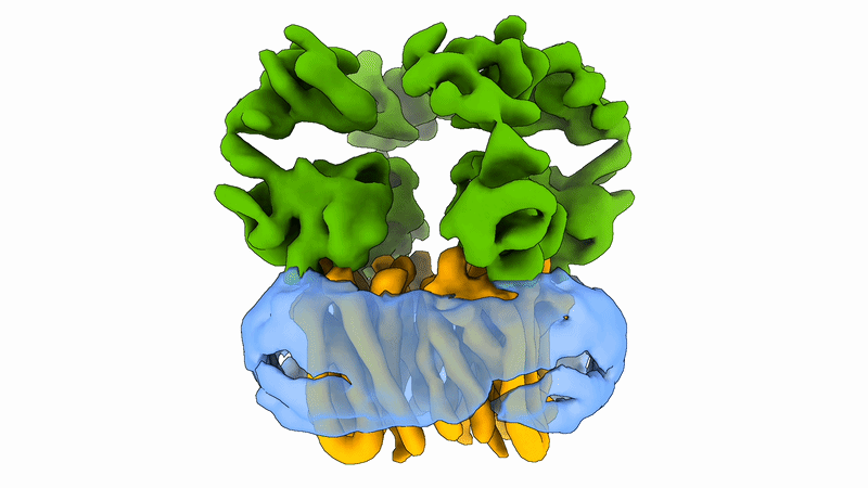 Salipro® Enables Discovery and Cryo‑EM Epitope Mapping of CXCR4 Antibodies