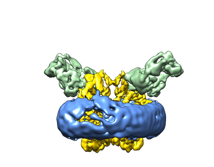 A. F. Kintzer, et al., Structural basis for activation of voltage sensor domains in an ion channel TPC1. Proc. Natl. Acad. Sci. U. S. A. 115, E9095–E9104 (2018).