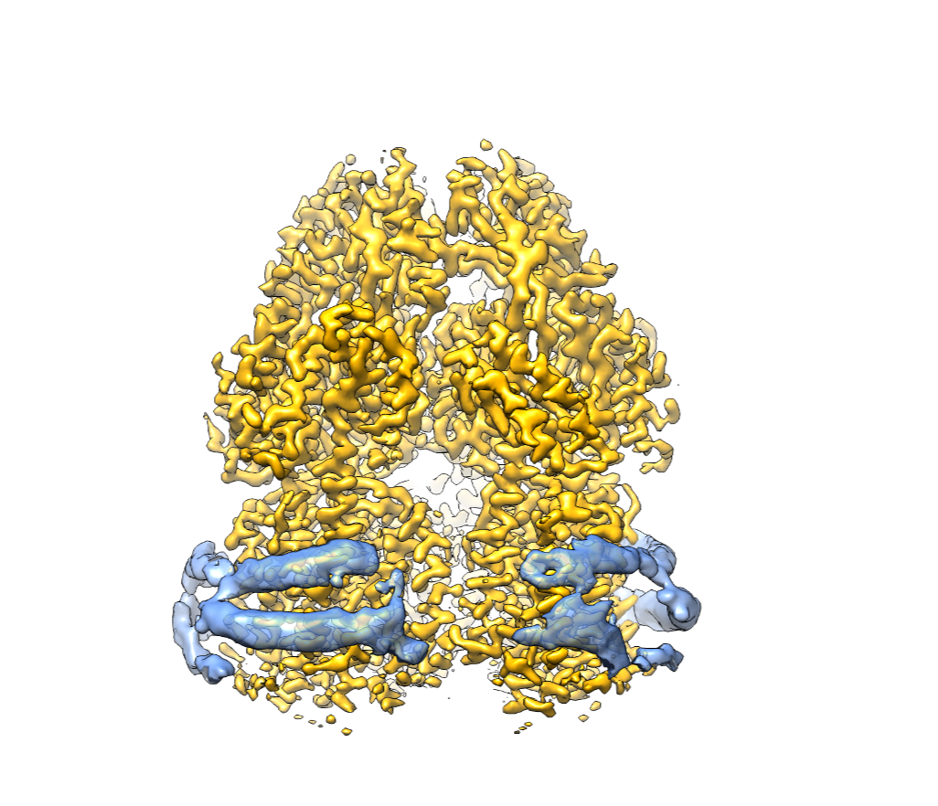 A. Ornik-cha, et al., Structural and functional analysis of the promiscuous AcrB and AdeB efflux pumps suggests different drug binding mechanisms. Nat. Commun. 12, 6919 (2021).