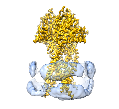C. Wang, M. M. Polovitskaya, B. D. Delgado, T. J. Jentsch, S. B. Long, Gating choreography and mechanism of the human proton-activated chloride channel ASOR.Sci. Adv.8, 1–13 (2022).