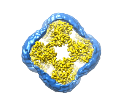 R. Nagamura, et al., Structural basis for oligomerization of the prokaryotic peptide transporter PepT So2. Acta Crystallogr. Sect. F Struct. Biol. Commun. 75, 348–358 (2019).