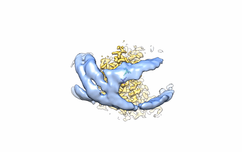 S. Pidathala, X. Chen, Y. Dai, et al.,Structural pharmacology of SV2A reveals an allosteric modulation mechanism in the major faci-litator superfamily. Nat Commun.16, 10748 (2025).