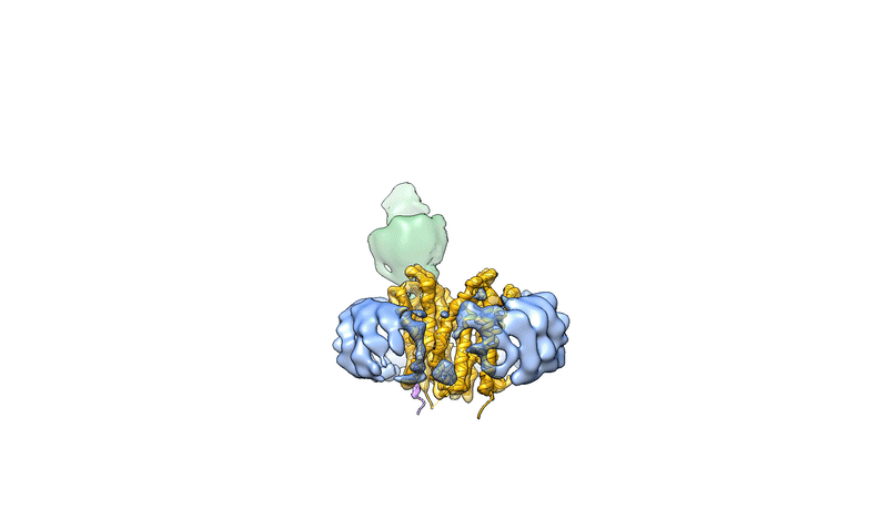 H. Zhang, X. Yang, Y. Xue, et al., A basigin antibody modulates MCTs to impact tumor metabolism and immunity. Cell Discov.11, 44 (2025). 