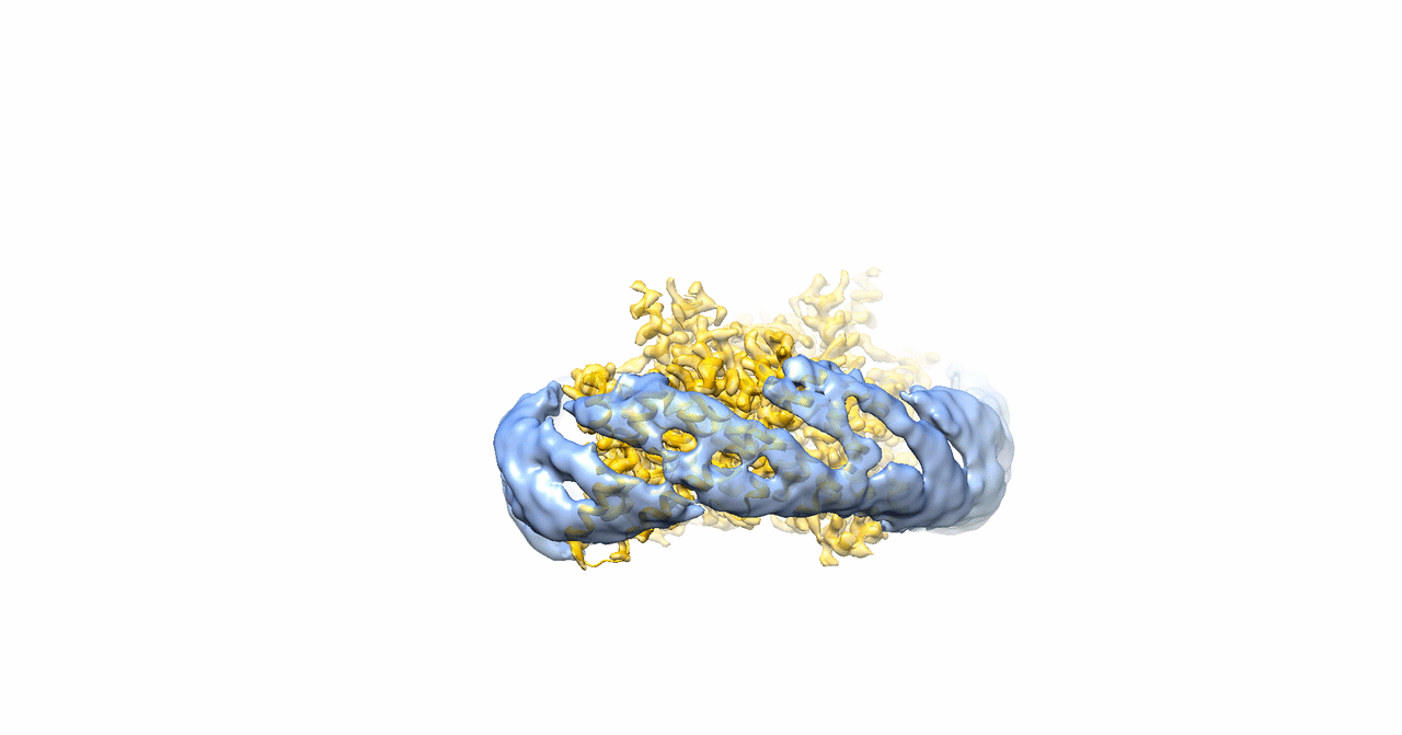 D. Aydin, C.-T.Chien, J. Kreiter, et al.,Molecular mechanism of exchange coupling in CLC chloride/proton antiporters. Nat. Commun. (2026).