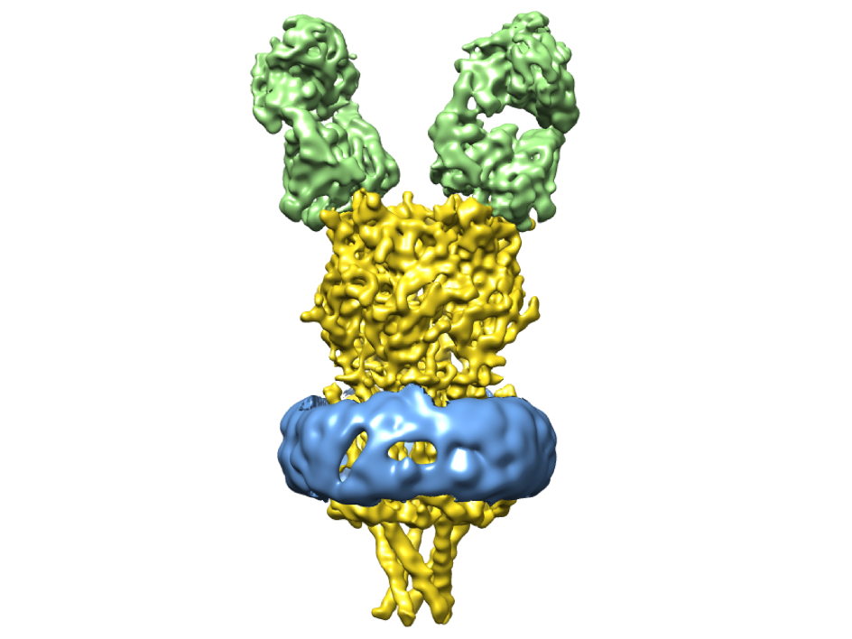 A. Gharpure, et al., Agonist Selectivity and Ion Permeation in the α3β4 Ganglionic Nicotinic Receptor.Neuron104, 501-511.e6 (2019).