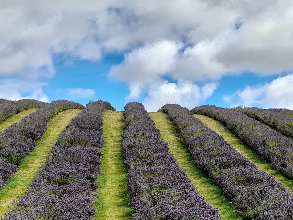 Frolicking in the beautiful @scottish_lavender_oils fields with friends this weekend! Picked up some new aromas for the treatment room - Lavandin essential oil made from the French variety of lavender grown here &amp; a bunch of English (Scottish) la