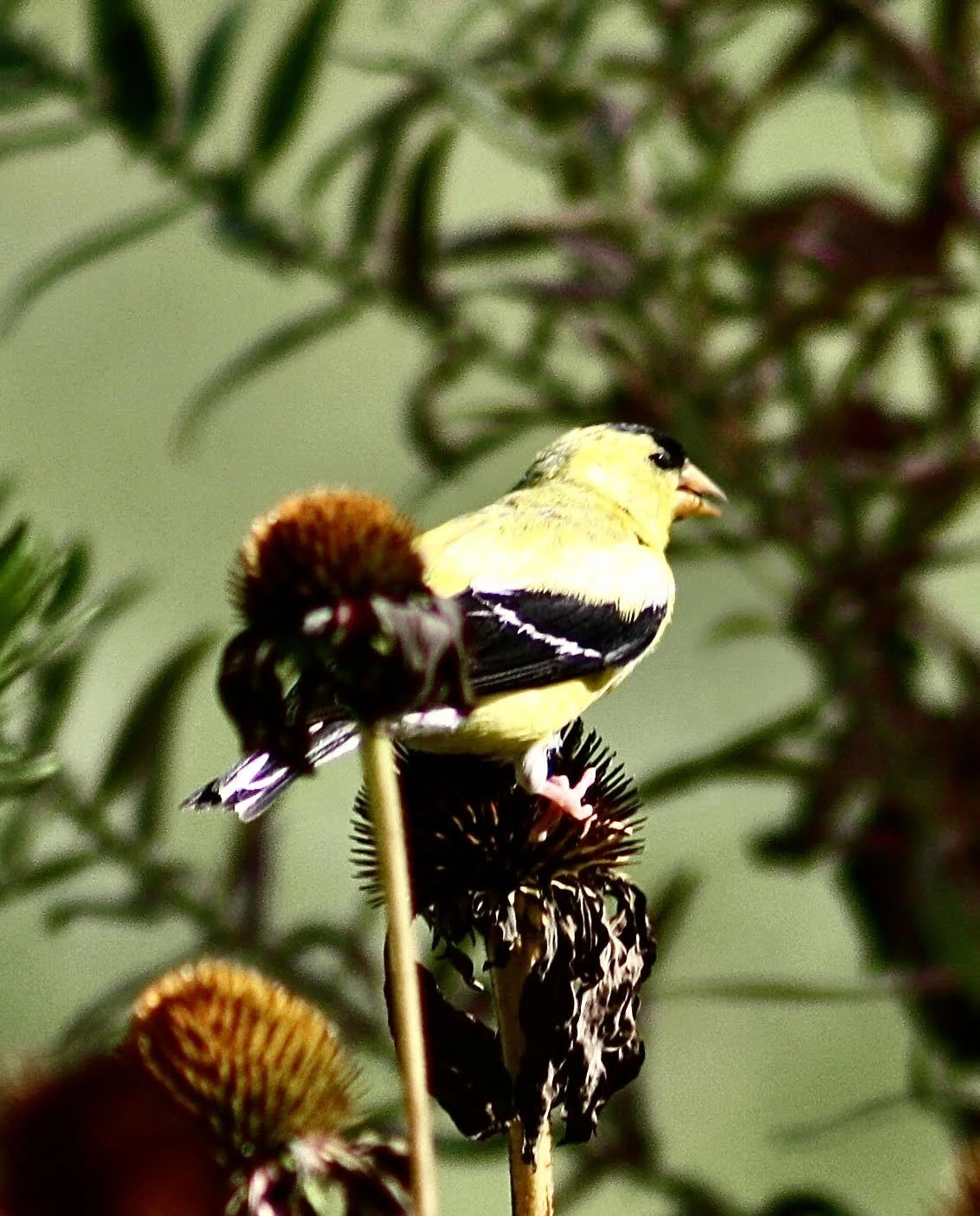 Goldfinch