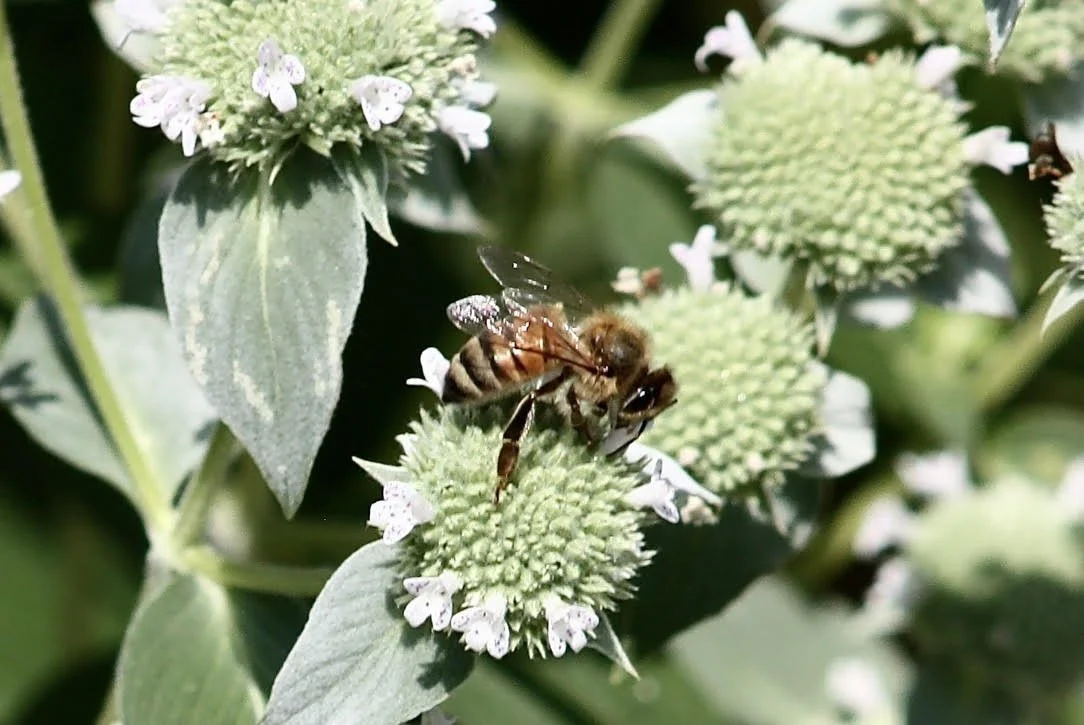 Honeybee gathering pollen from a clump of Mountain Mint.