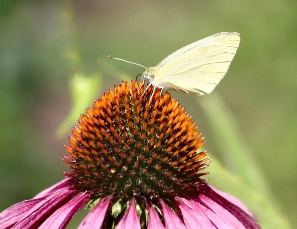 Cabbage White on Purple Echinacea