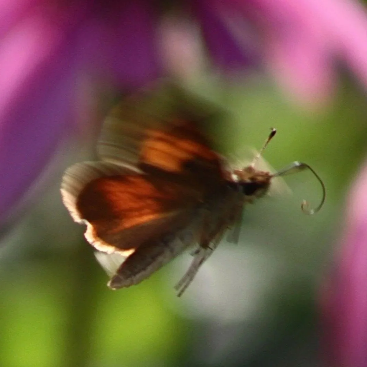 Flying Skipper