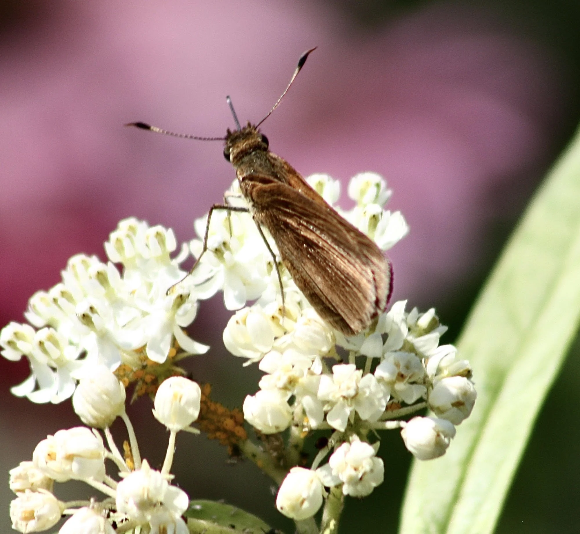 Little Glassywing Skipper
