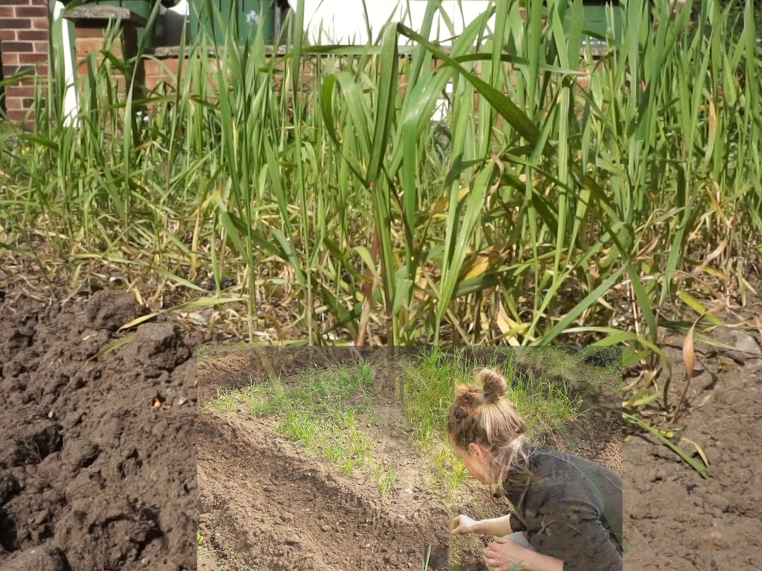 Becoming with Wheat Still