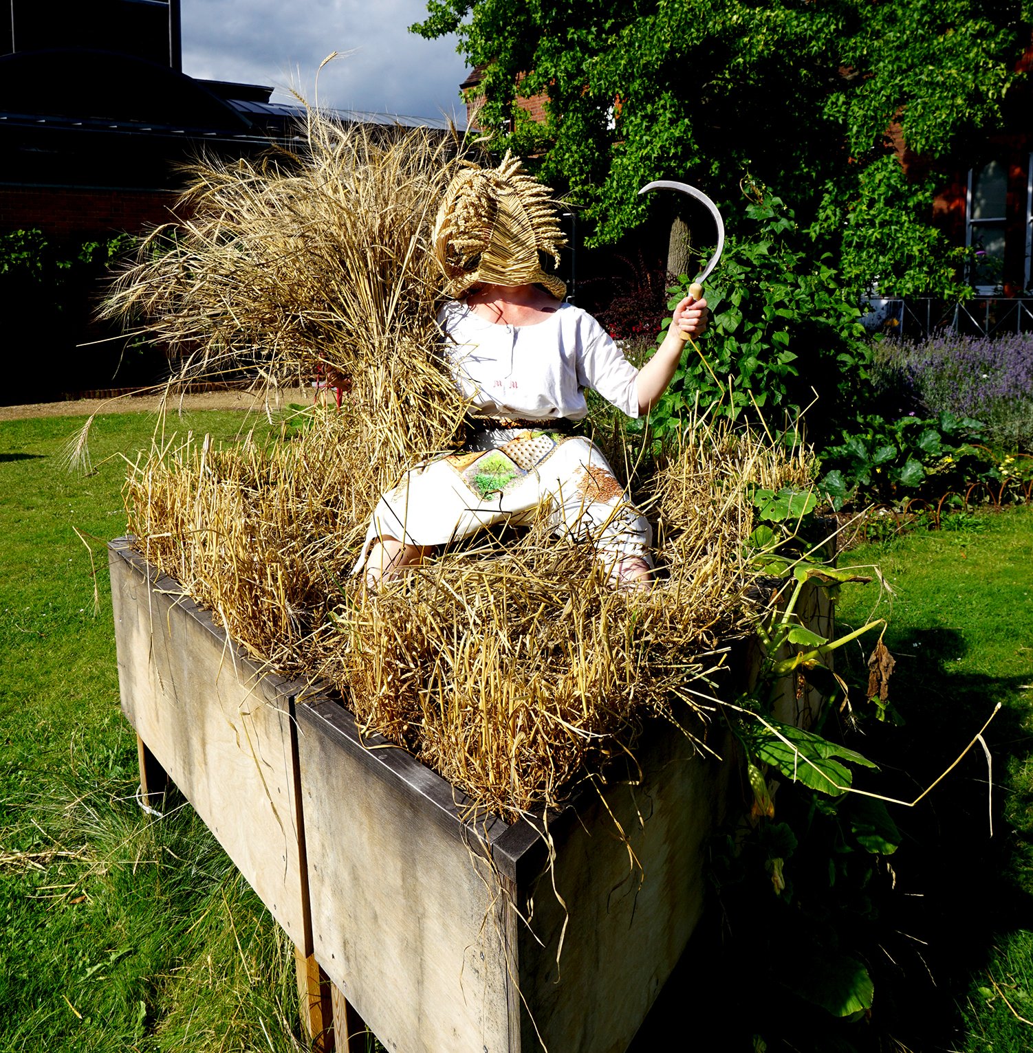 Becoming with Wheat - Harvesting 2021