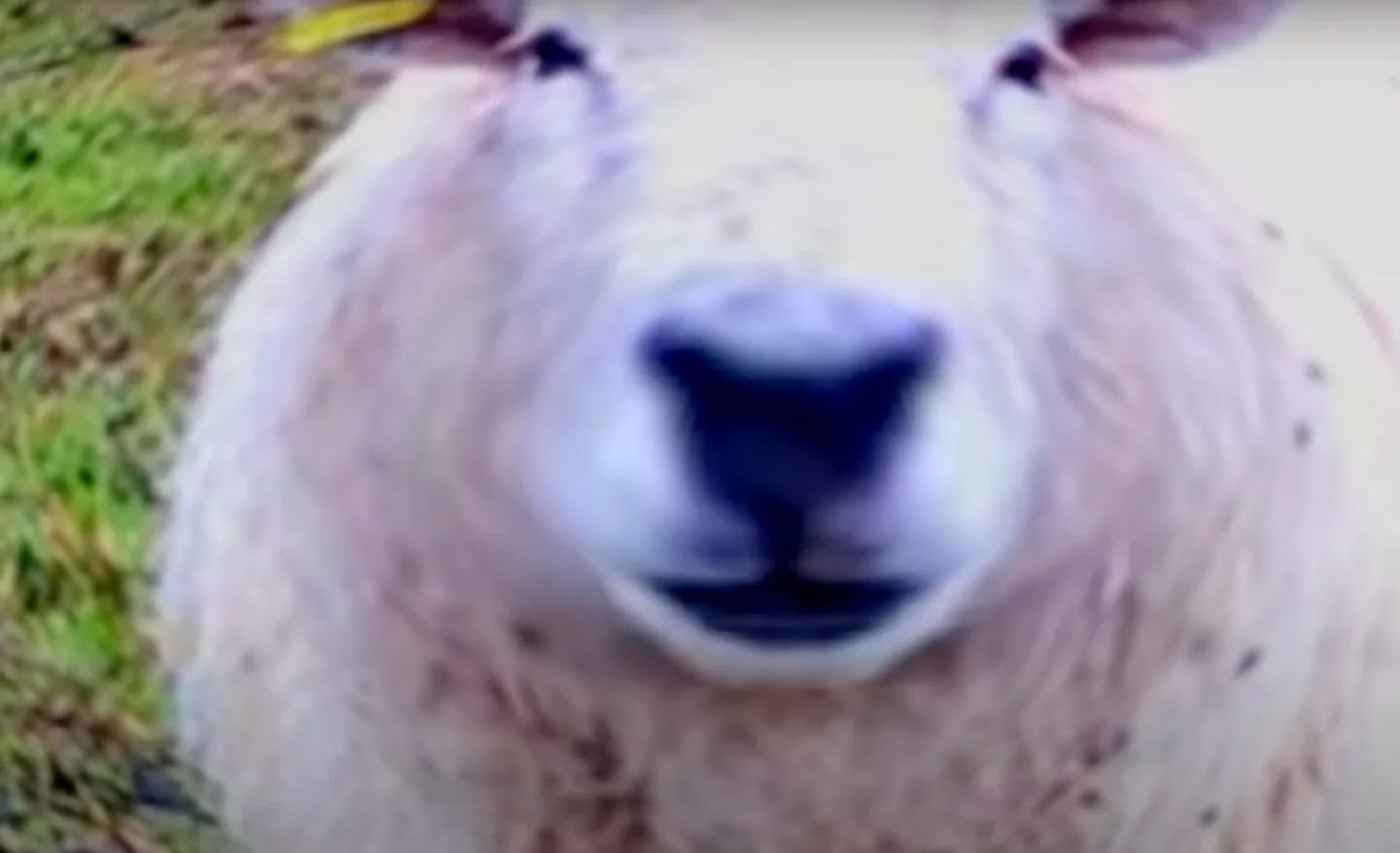 // Pushing Boundaries //
Artist: Karen Piddington
@karenpiddington
https://www.karenpiddington.co.uk/
*** Watch the video when the zine goes live
Sheep Gaze.
Description: Experimental Film (duration 6 mins) Sheep Gaze delves into the dissoluti
