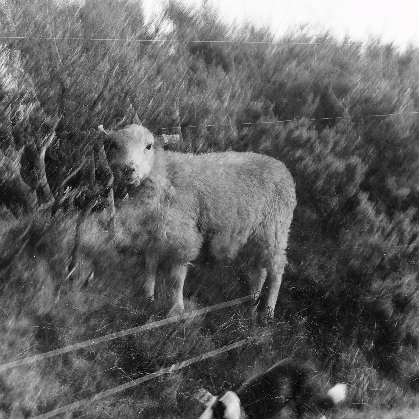 // Issue 67 - The Photography Issue - Hidden Perspectives //

Artist: Jenny Ping Lam Lin

pinglamlin.com

@Jason_liiin

"FARM HIERARCHY," a photographic series set against the backdrop of a farm. Employing documentary photography and multip