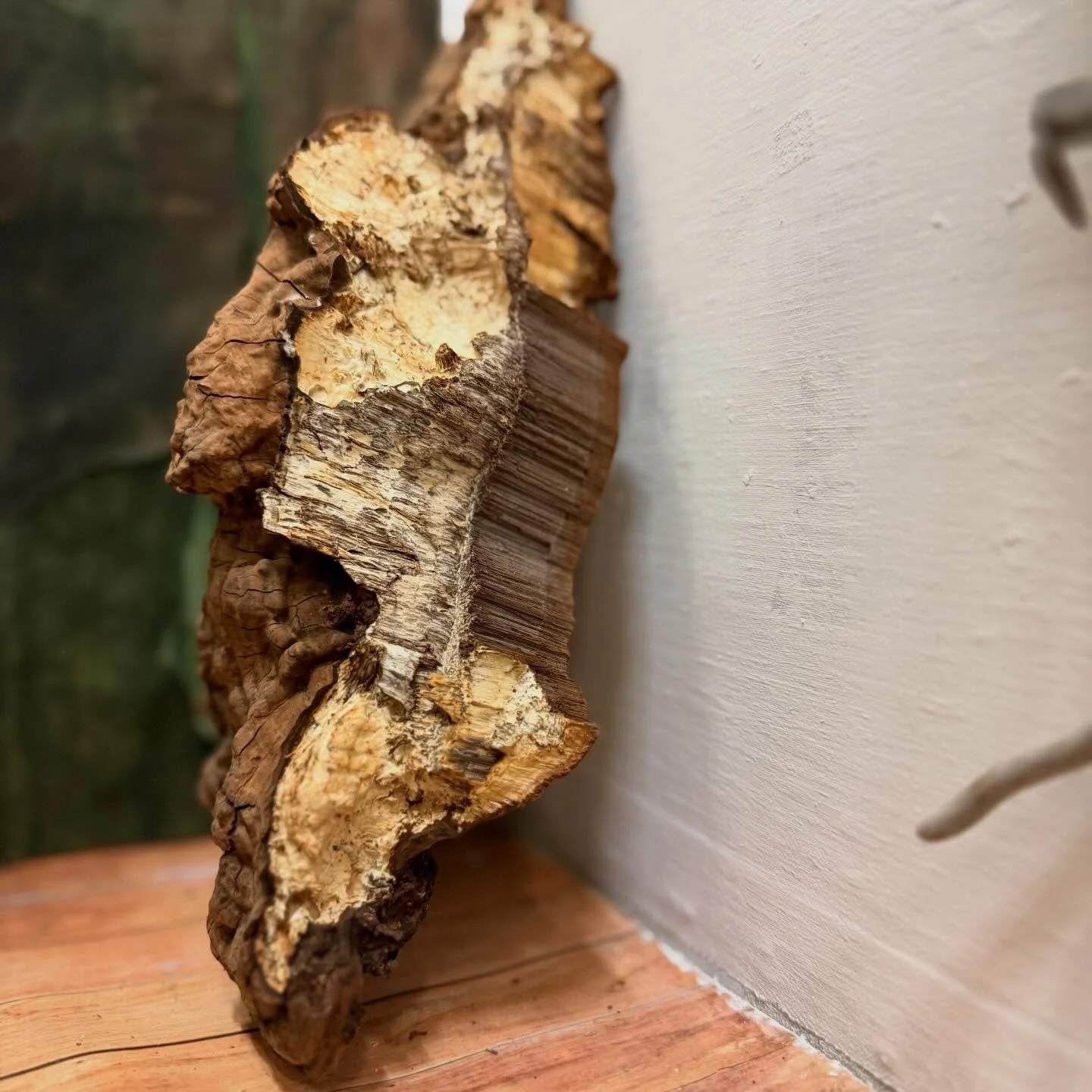 This next piece is one of my favourite fungi I have used it for making paper - tincture - tea and drawing 

The artist&rsquo;s conk fungus is a unique and versatile mushroom that has been utilized for centuries in various ways, from traditional medic