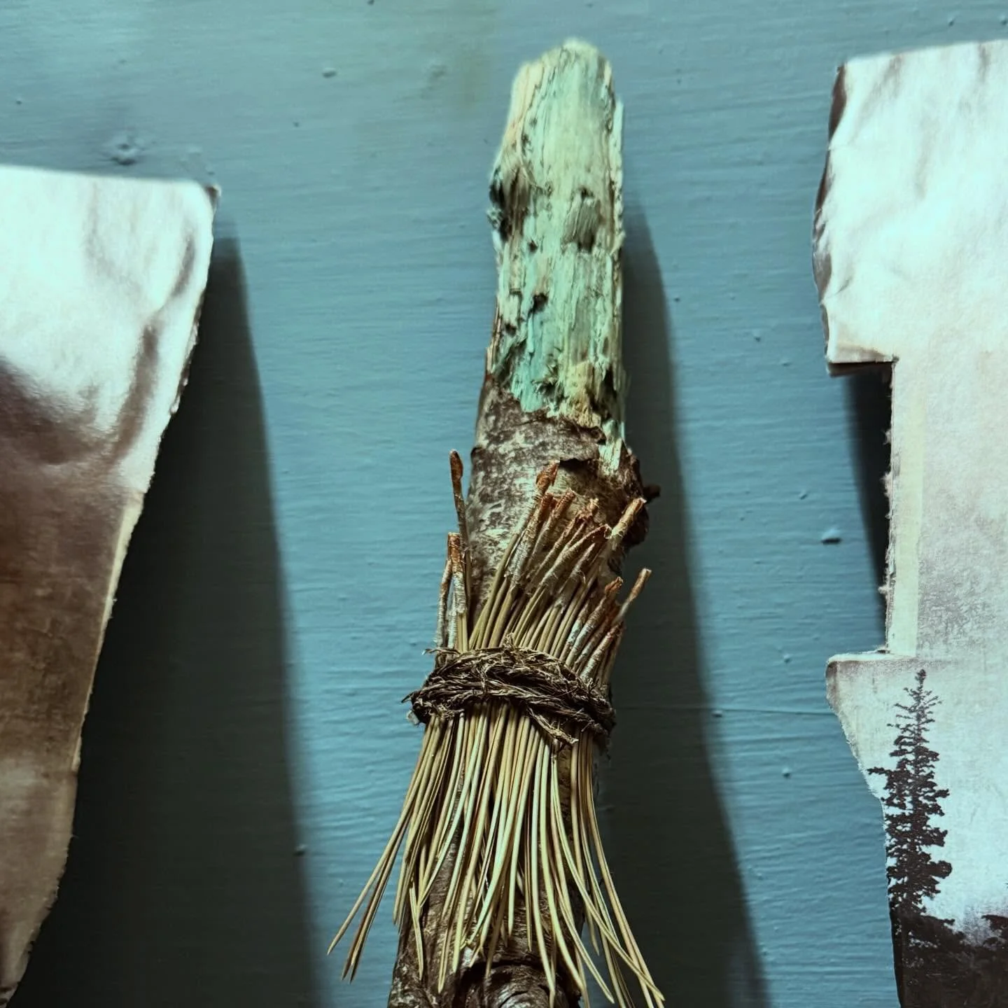 The second day of this exhibition looks at the ritual of colour in nature- by wrapping this with pine needles offering protection and decoration to a beautiful fungus.

You may well have come across well-rotted fallen branches with a distinctive copp