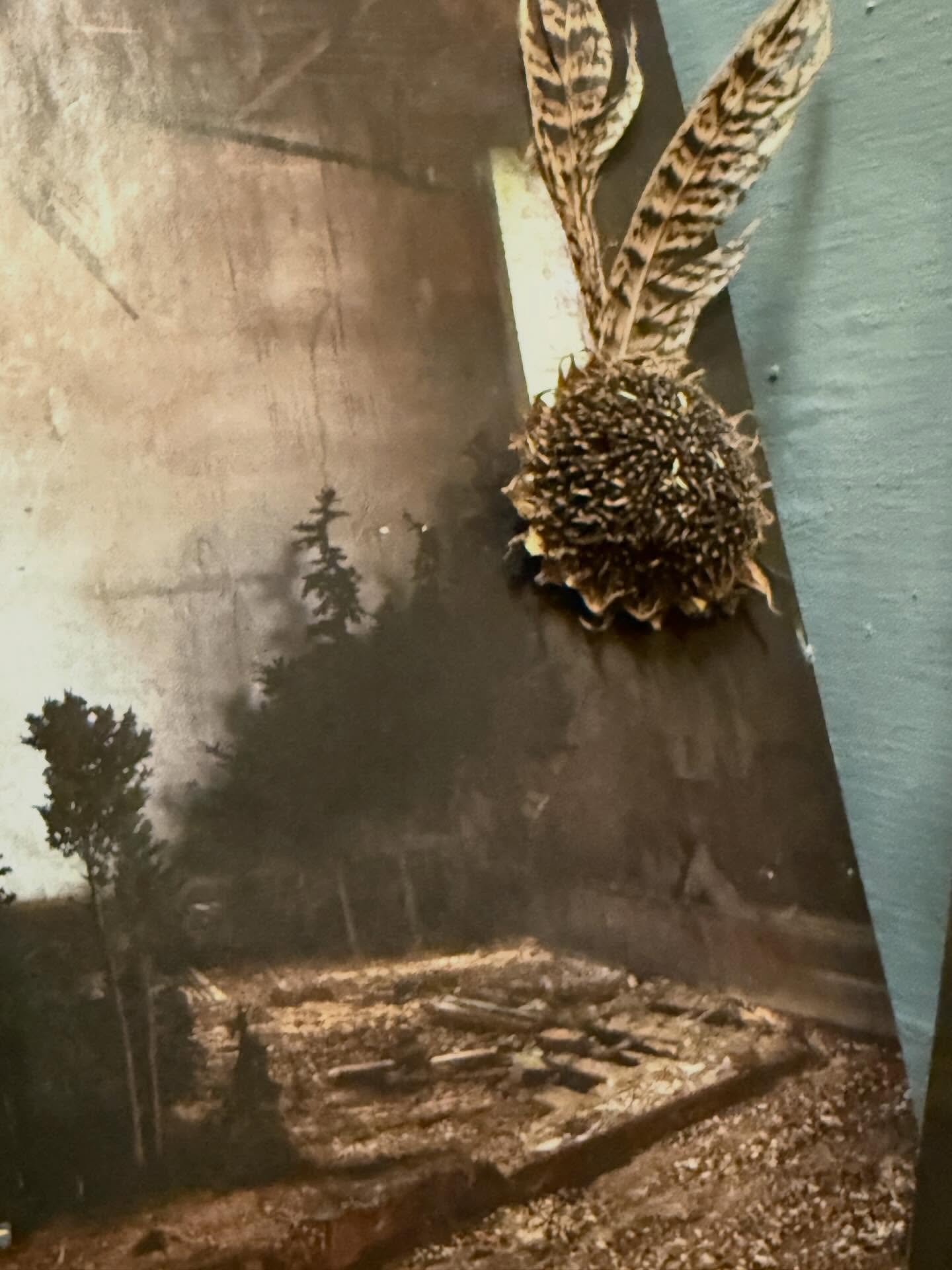 Another install of the studio at habitat exhibition- the ruin is manmade and as much as the world ignores nature - nature does not ignore us - it learns and evolves and takes back it spaces 
#ruins #fineart #exhibitions #ecolifestyle #natureisnurture