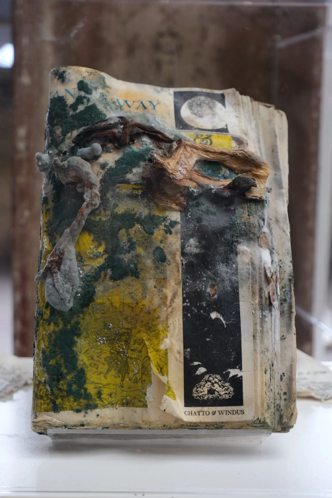 Biodegradable eco materials mushrooms fungus