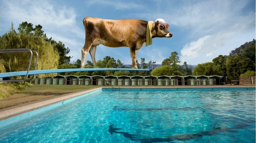 Cow_Diving_Board_web.jpg