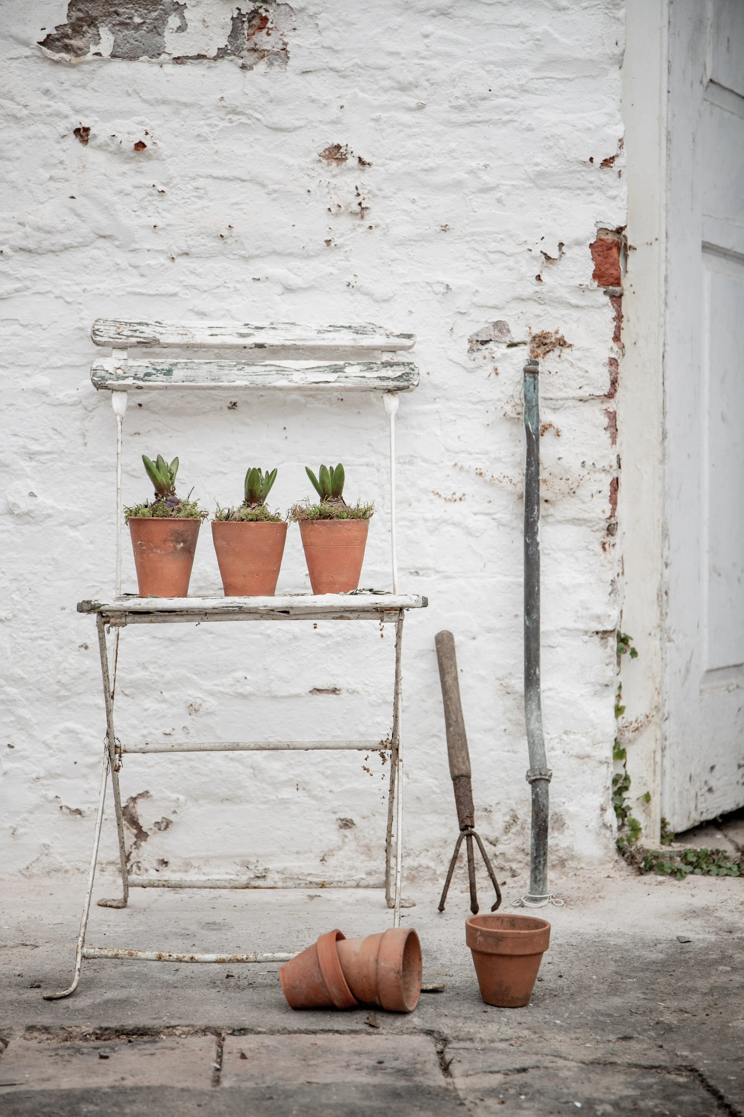 Potting Shed Moments with Lizzie from The Rose Press Garden | February