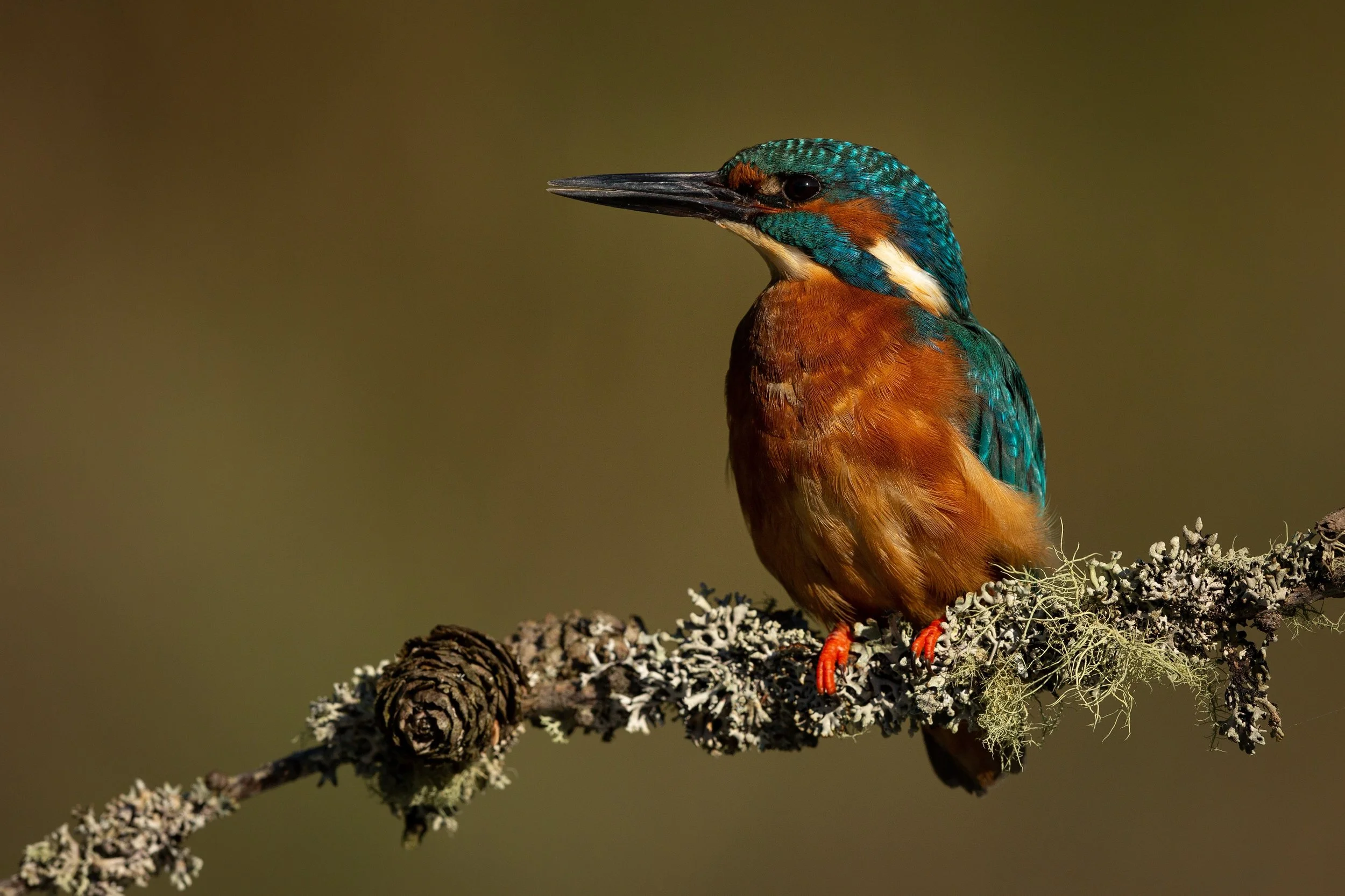 Kingfisher, AdobeStock_275421872.jpeg