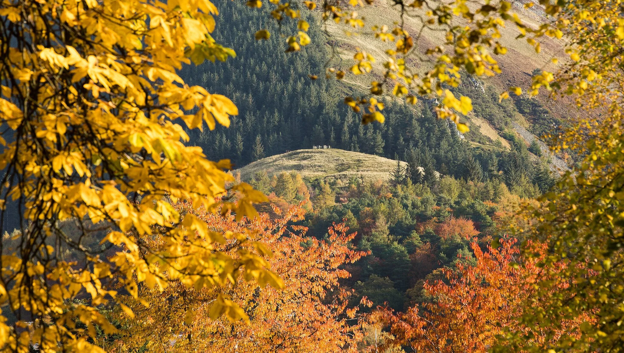 rsz_1autumn_woodlands_pirn_hill.jpg