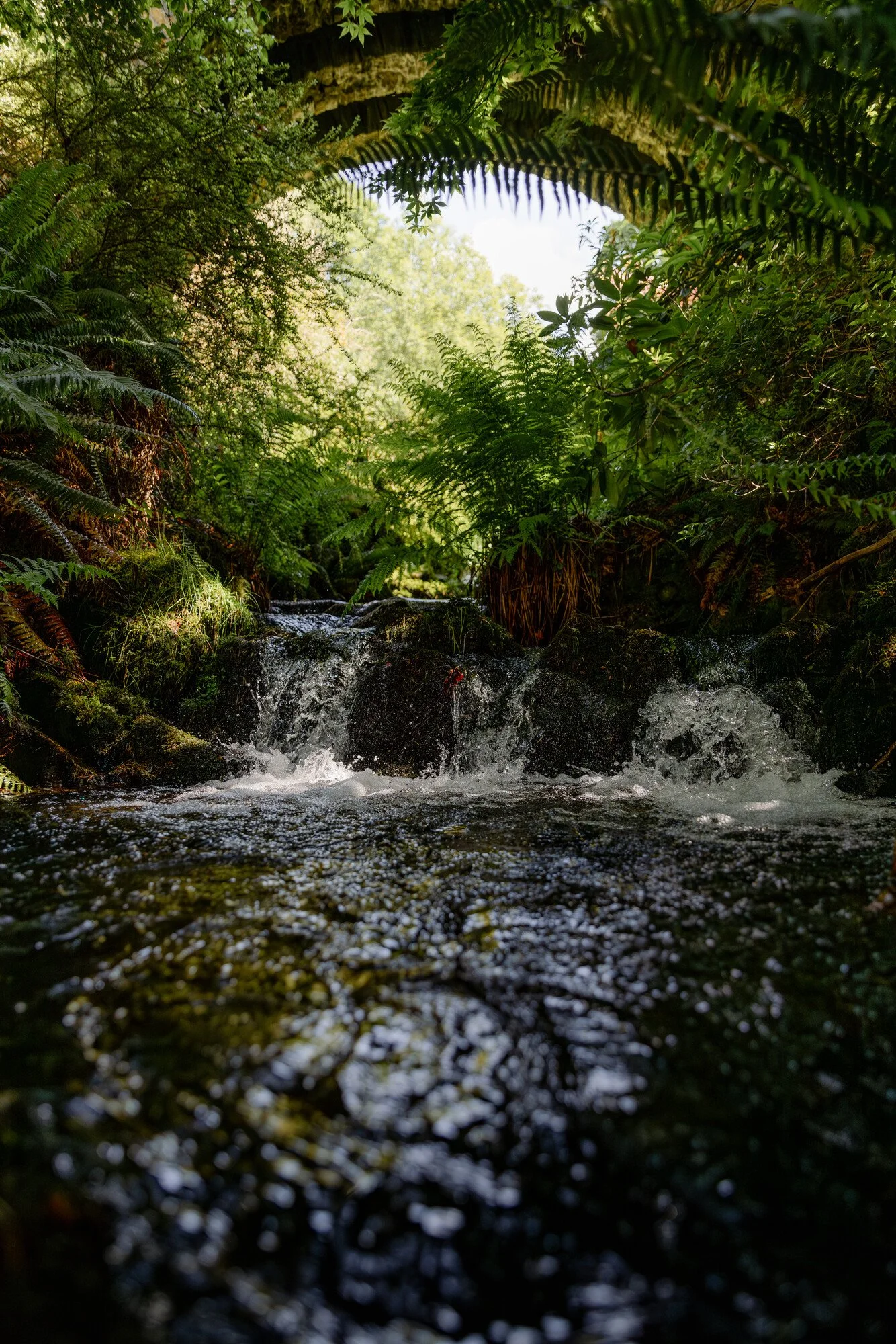 Scrape Burn Dawyck.JPG