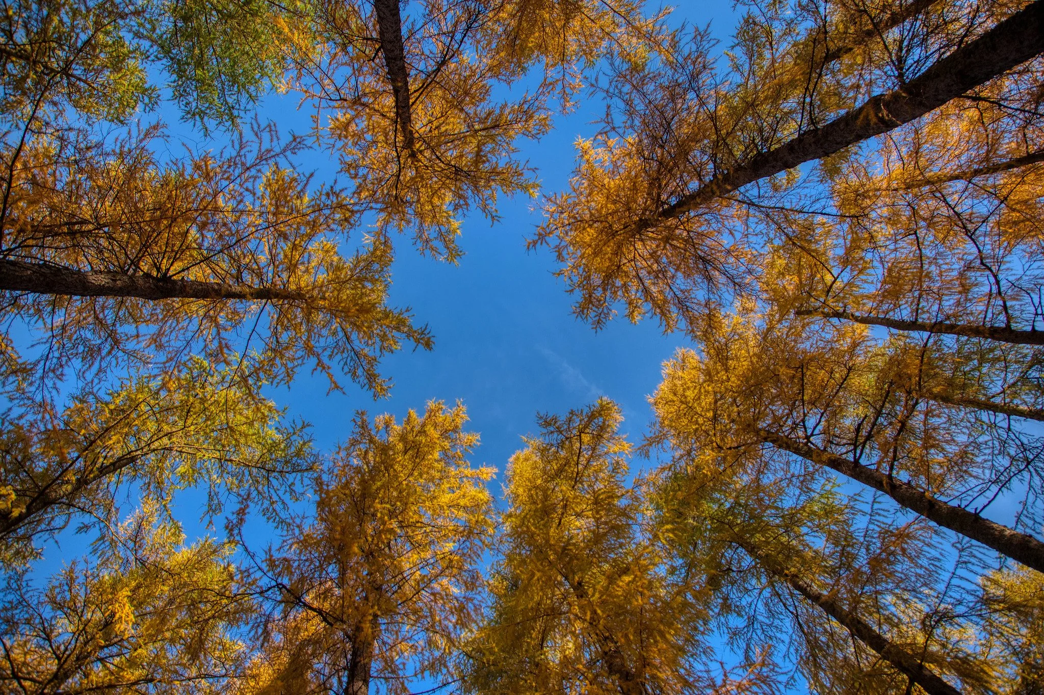 Autumn trees from below credit Ian Linton.jpg