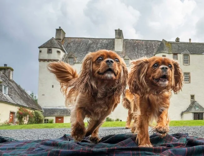 Dog's Day Out, Traquair