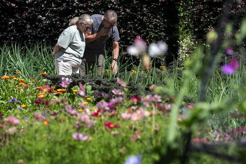 Summer flowers at Kailzie credit Gareth Easton.jpg