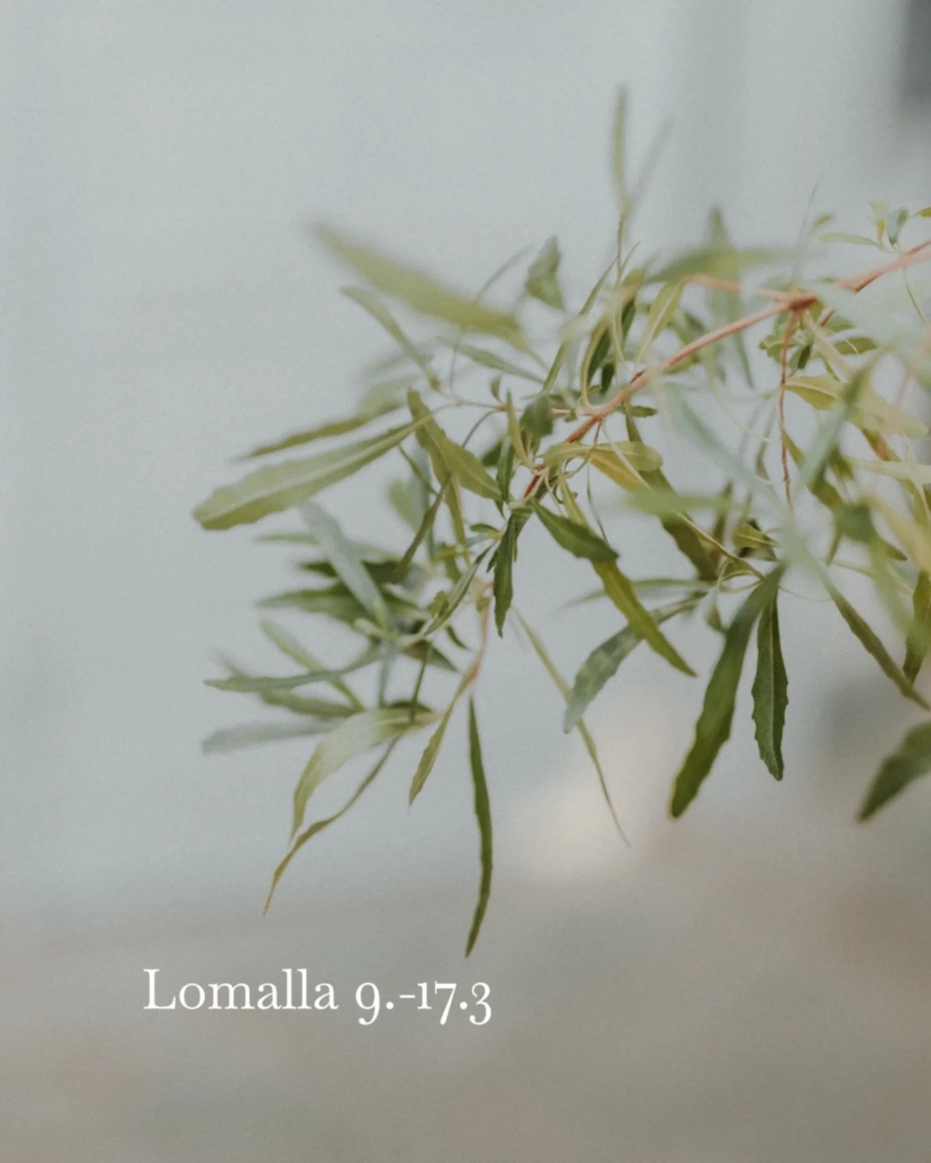 Heippa 🤍

Alkuvuosi on ollut t&auml;ynn&auml; kiirett&auml;, pitki&auml; p&auml;ivi&auml; ja ihania tilauksia. Kiitos jokaisesta kohtaamisesta ja luottamuksesta 🥰

Nyt annan luovuudelle ja sel&auml;lle hetken lepoa ja lomailen 9. - 17.3.

En ota uu