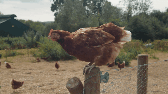 RSPCA_Hens.gif