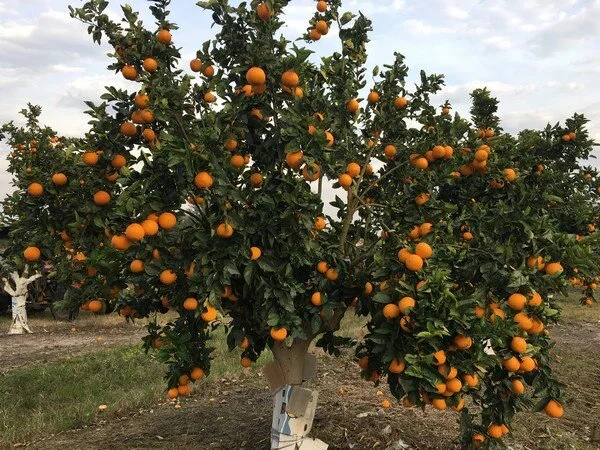3-year-old orange tree canopy change