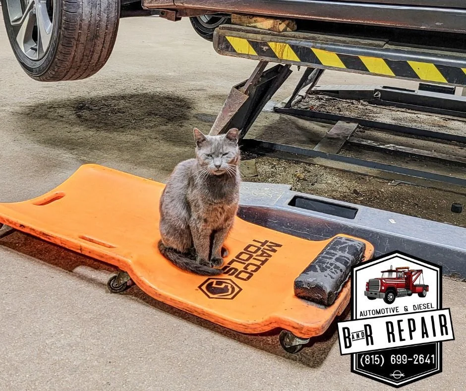 Our chief mouser and shop oversight manager decided to take a break and pose for a picture! If you see "Mama" hanging around the shop when you stop out, make sure you say hello. Also, if you have any allergies, just let us know before you c