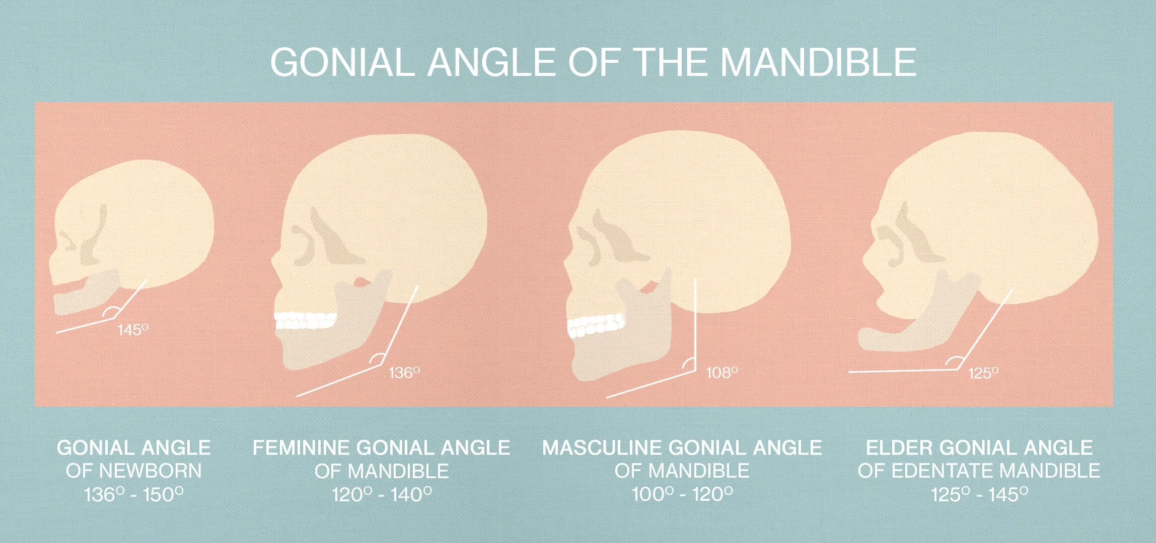 Best Gonial Angle For Men | Ideal Jaw Proportions for Men – QJLZ