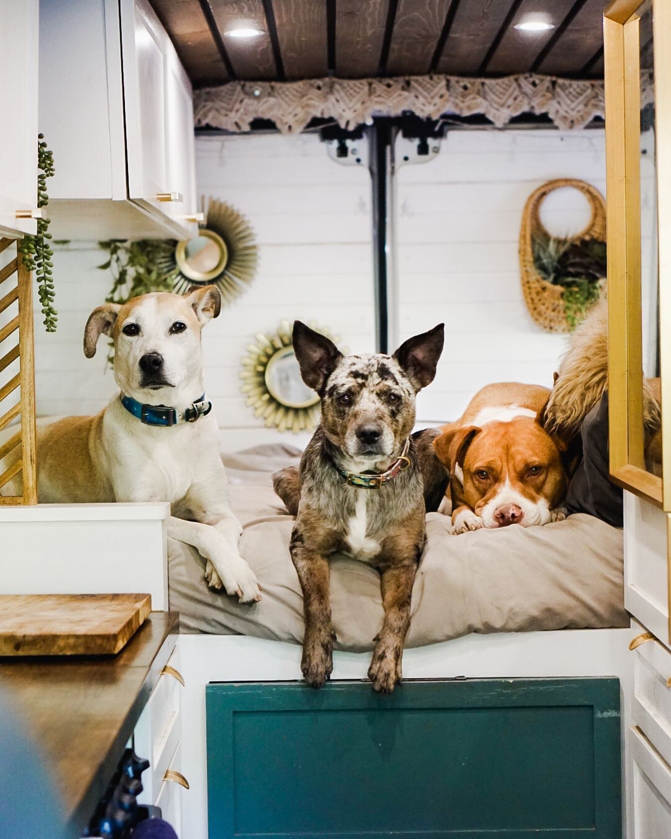 Every day we get to hang out with this funny bunch is a hoot. To say the least. 

Each of their &ldquo;gotcha&rdquo; stories are quite unique. 

**Keep an eye out next week for Koi&rsquo;s gotcha story and how exactly we ended up with 3 dogs!**
.
.
.