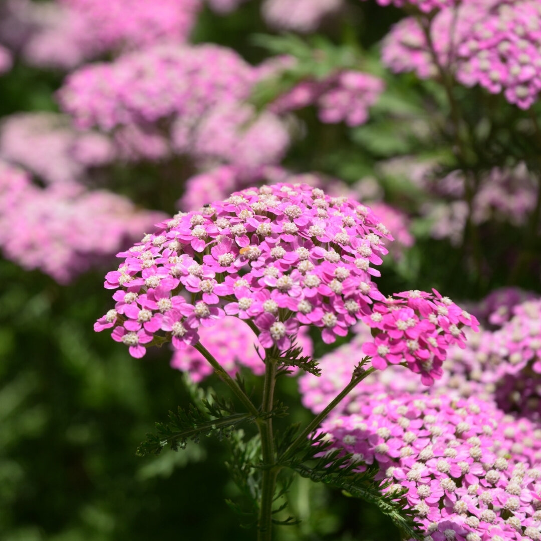 Pink Yarrow Full Moon In Sagittarius Essence — Hannah Pearl Apothecary