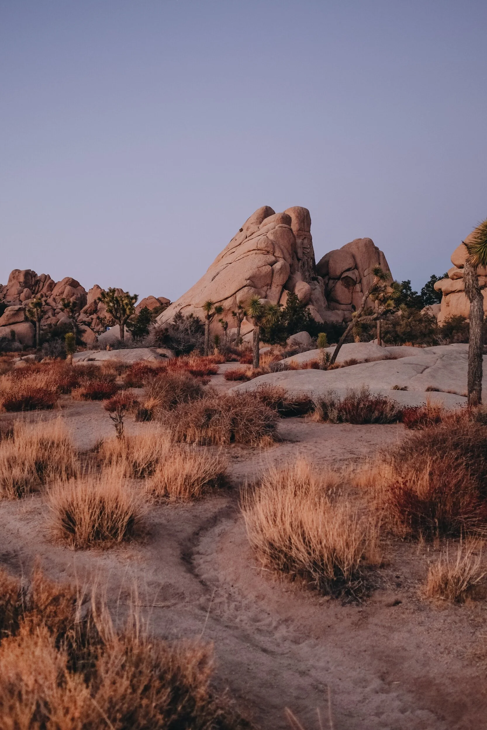Joshua Tree landscapes-13.jpeg