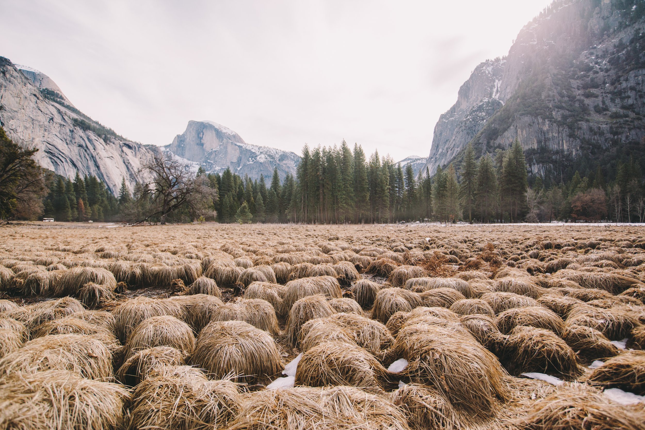 Yosemite Field (Canvas)