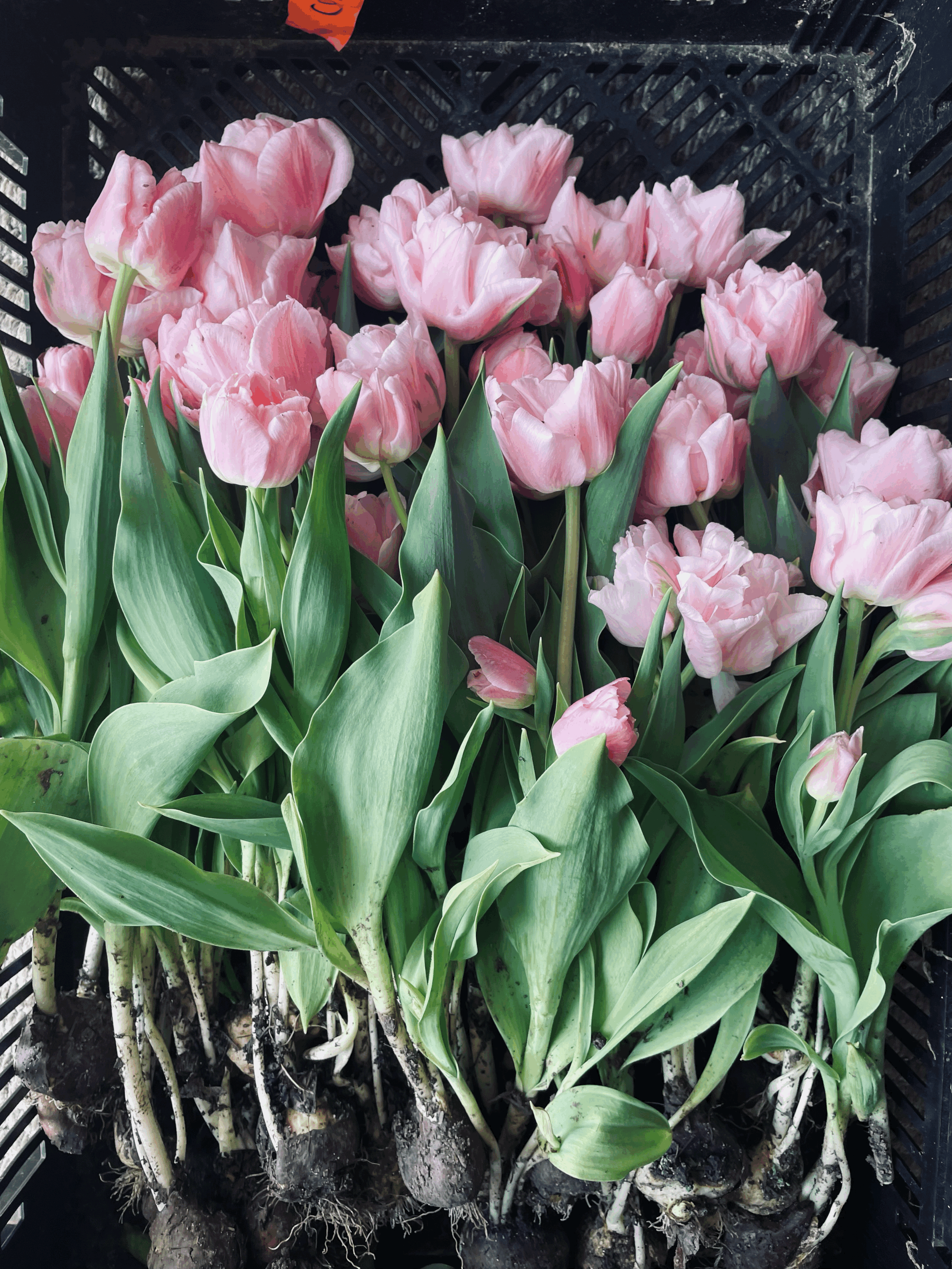 Spring Tulip Flower CSA
