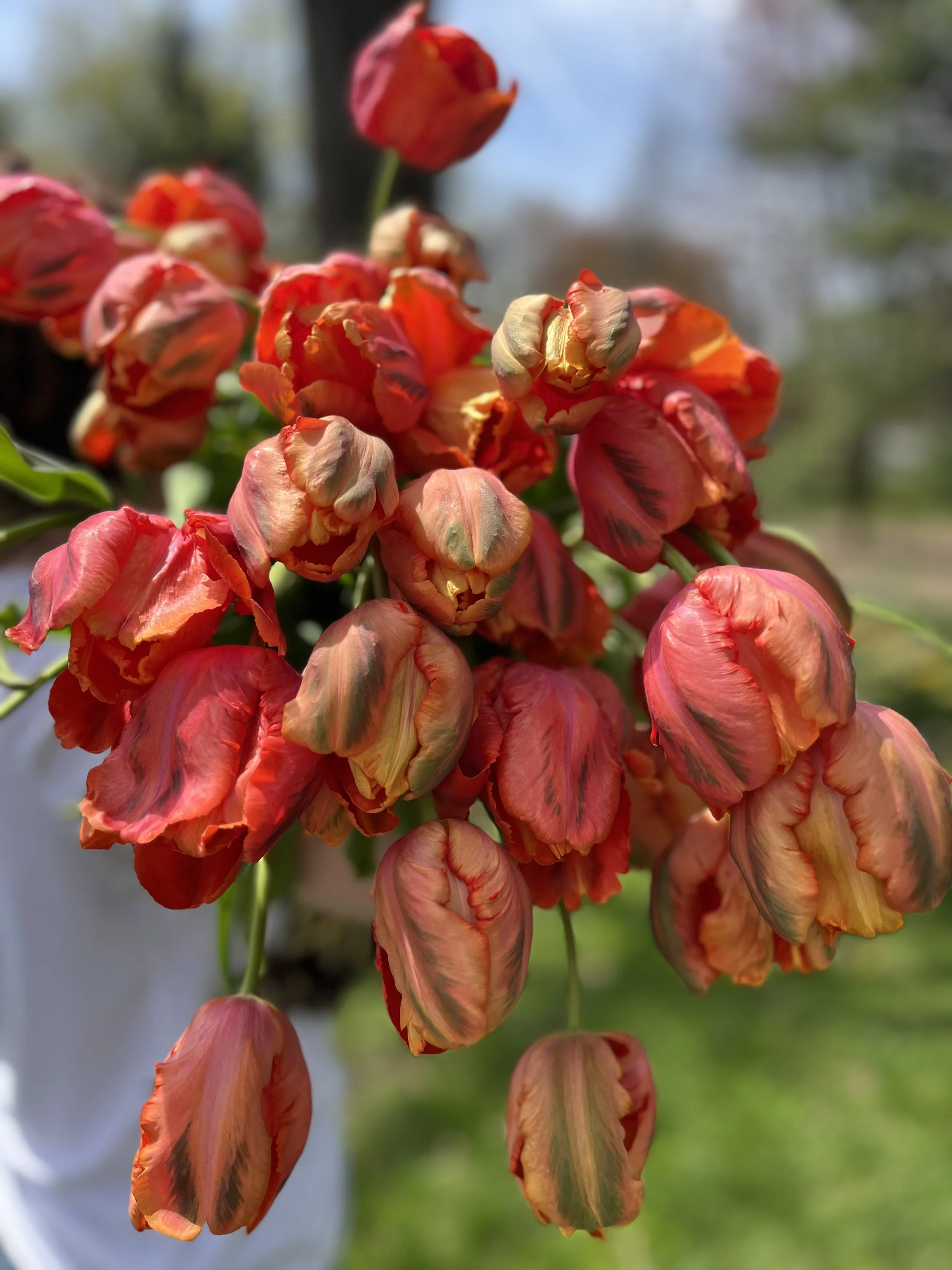 Avignon Parrot Tulip