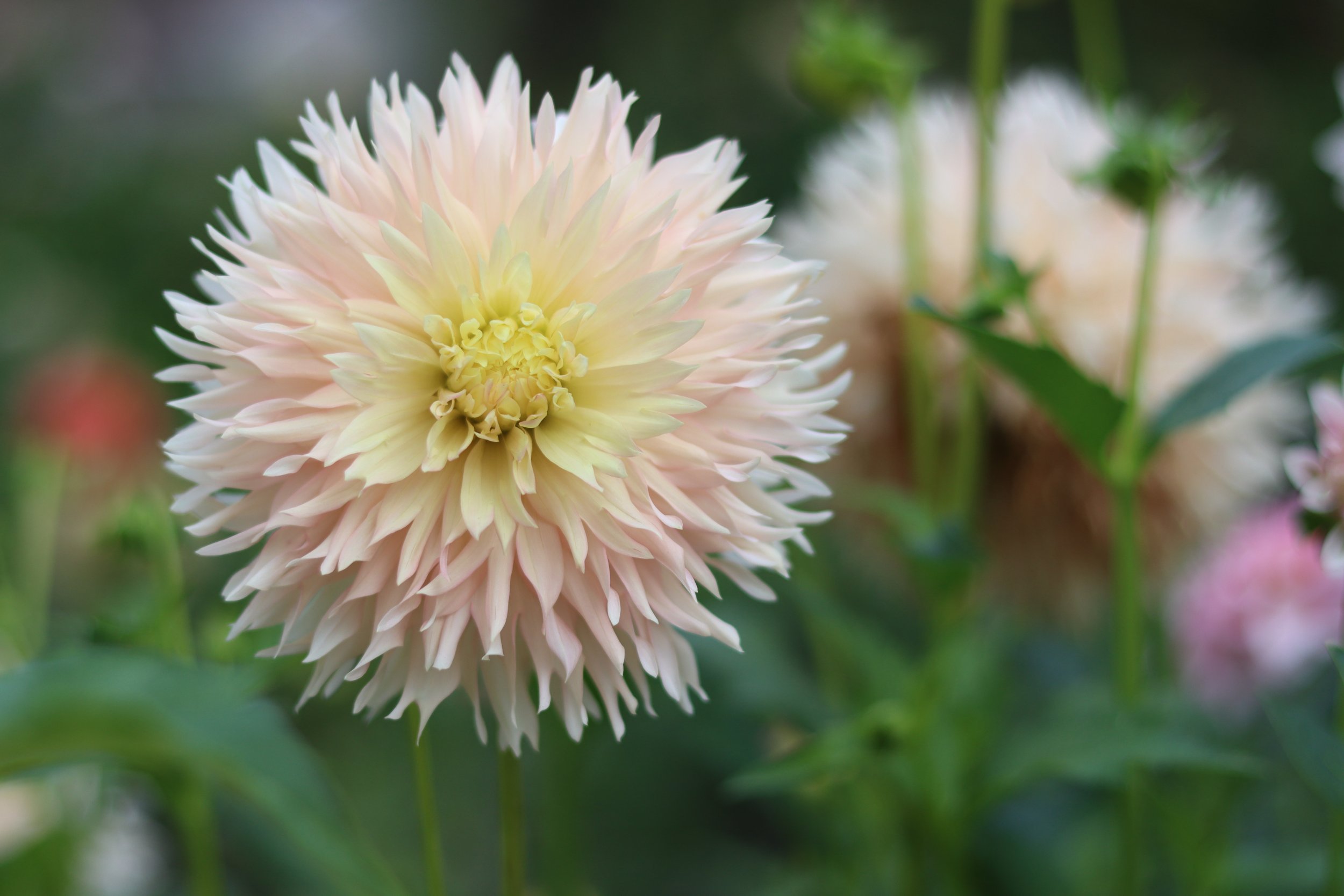 Hapet Champagne 2.JPG